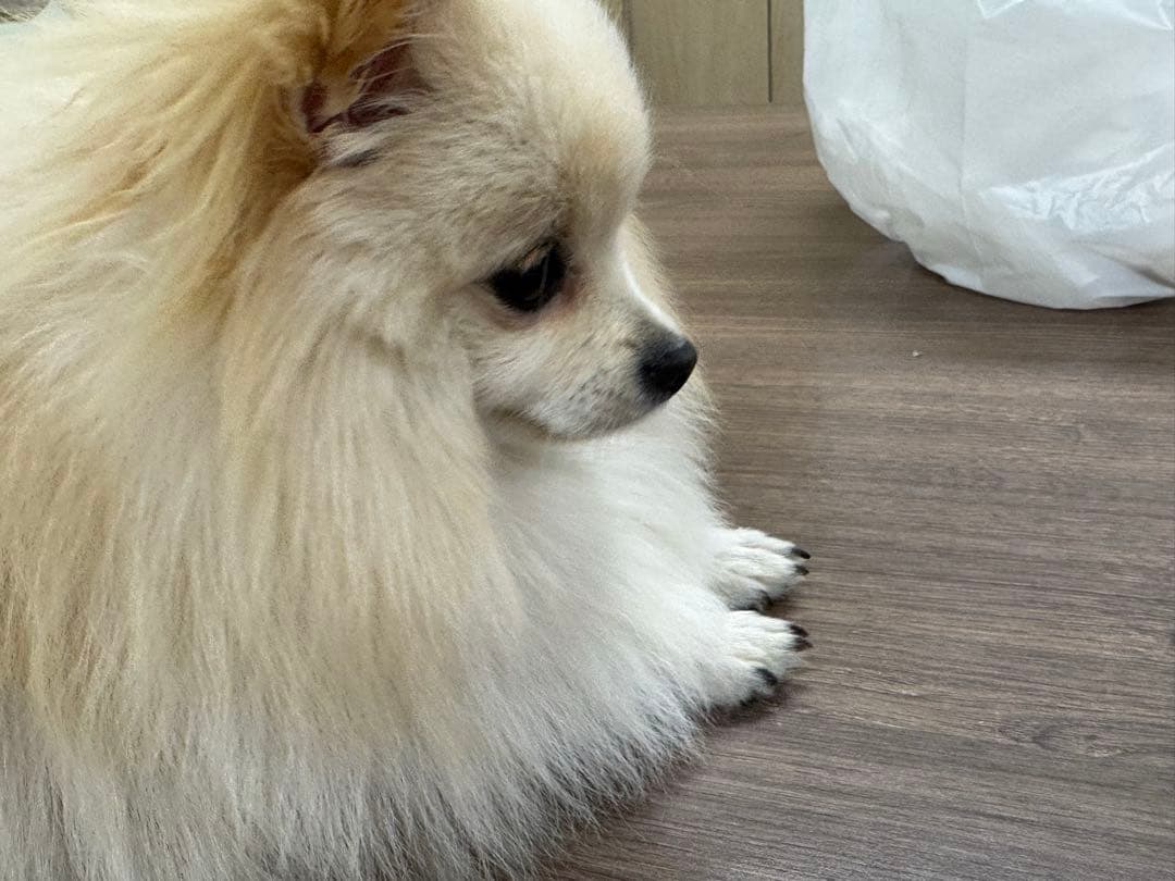 댓글 첨부 이미지