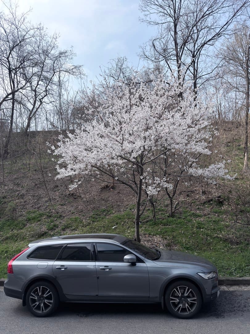 꽃나무 아래 V90! 이미지 1/1