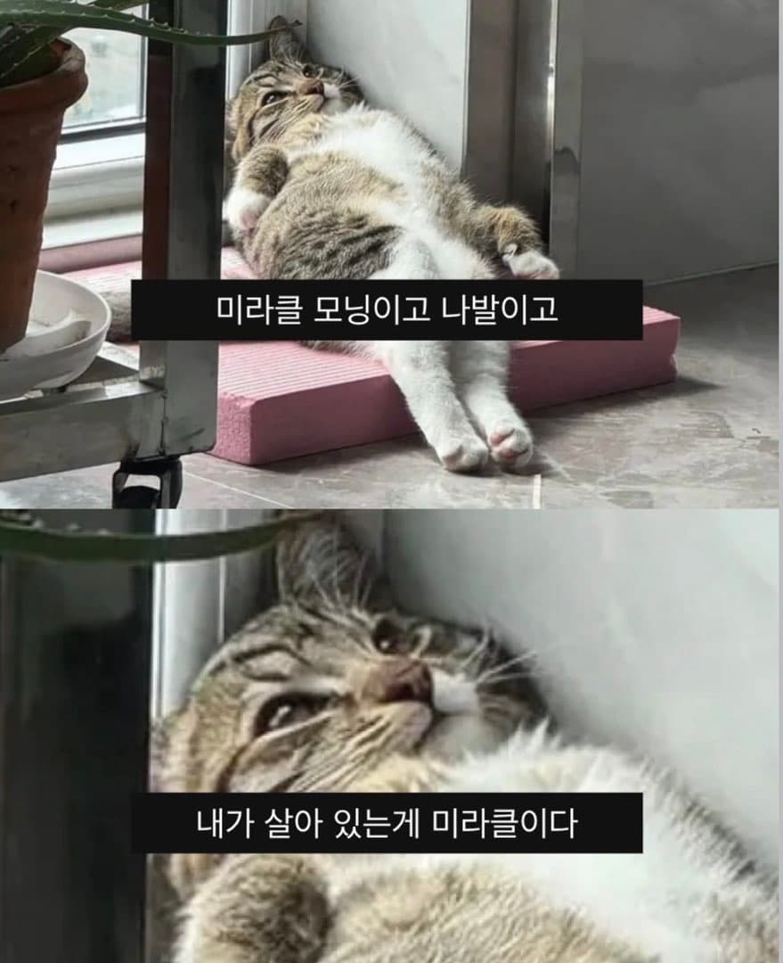 그 울림 모터스는 차는 준비됐대요?? ㅋㅋㅋ 이미지 1/1