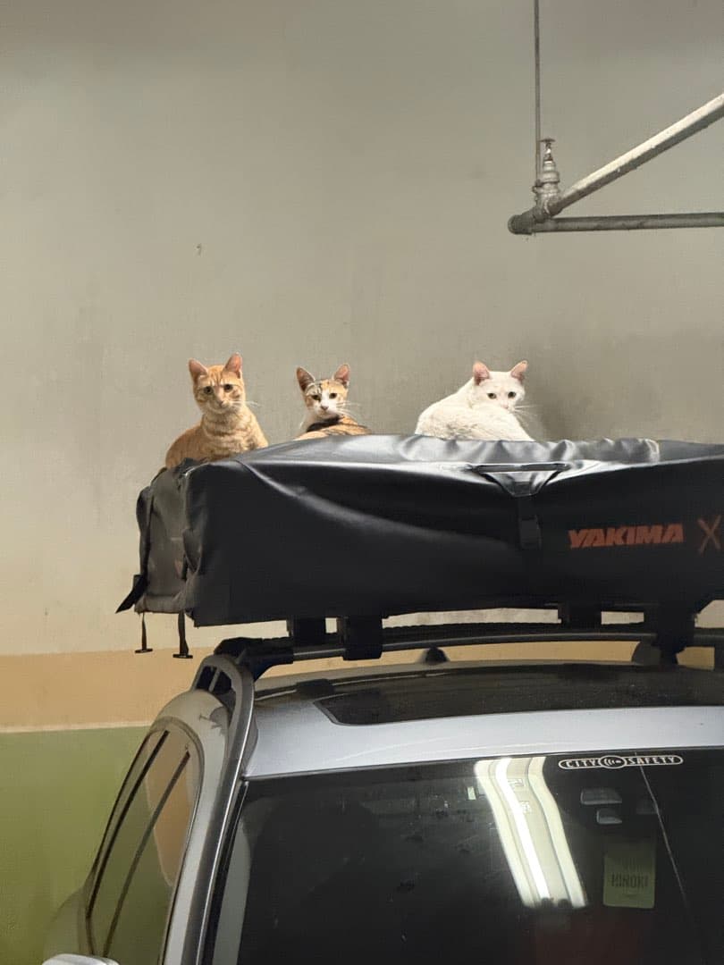 이놈들을 어떻게 해야할까요 이미지 2/3