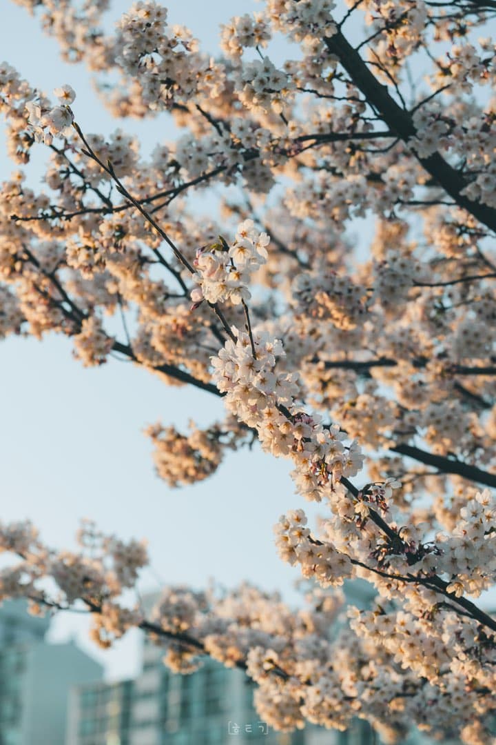 🌸주말에 벚꽃 보러 스윽 다녀왔네요 이미지 3/3