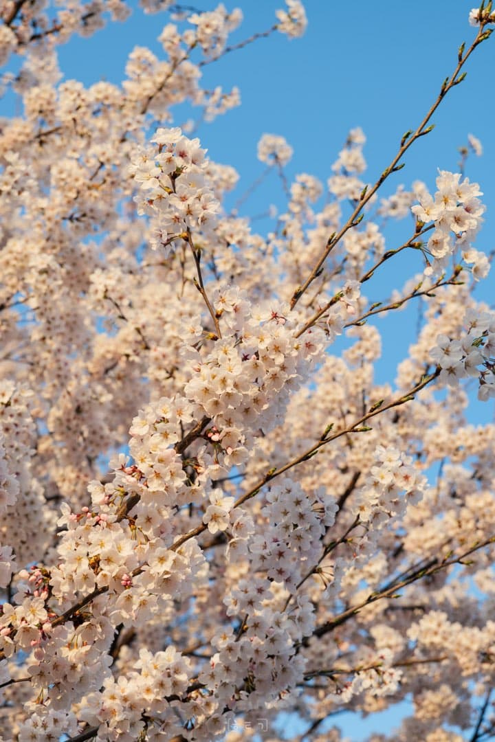 🌸주말에 벚꽃 보러 스윽 다녀왔네요 이미지 2/3