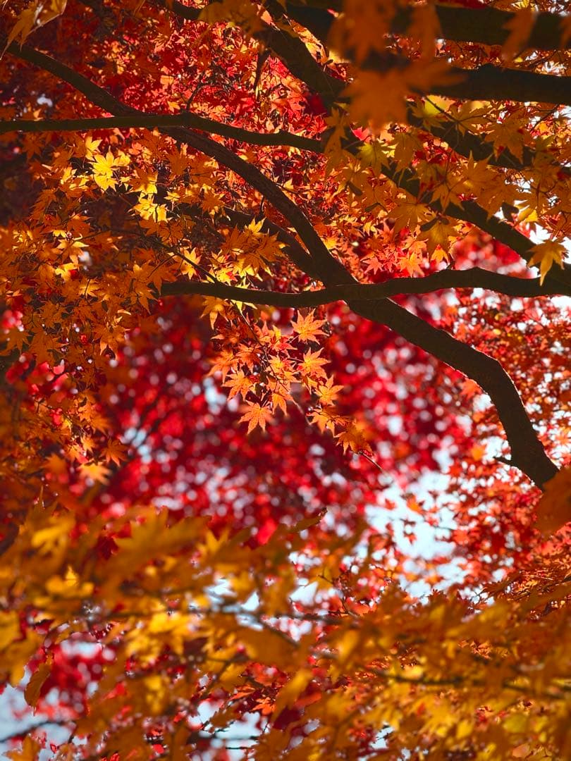 🍂가을도 이젠 끝이네요.. 이미지 4/4